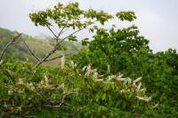 Prunus ssiori - Черёмуха Сьори, Черёмуха айнская