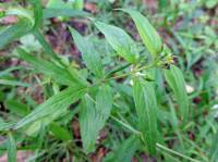 Melampyrum pratense - Марьянник луговой