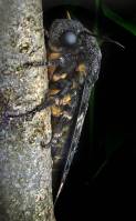 Acherontia atropos - Бражник мёртвая голова