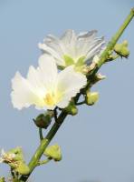 Alcea nudiflora - Шток-роза голоцветковая