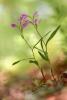 Cephalanthera rubra - Пыльцеголовник красный