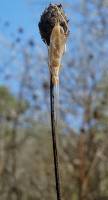 Oecanthus pellucens - Трубачик обыкновенный
