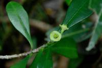 Euphorbia thouarsiana
