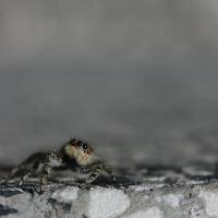Salticidae - Пауки-скакунчики