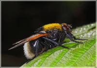 Mesembrina mystacea - Черная навозница желтоволосая
