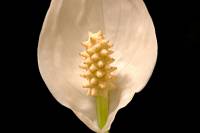 Spathiphyllum - Спатифиллюм