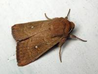 Mythimna albipuncta - Полосатая совка белопятнистая