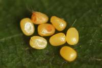 Cosmorhoe ocellata - Пяденица глазчатая (Ларенция подмаренниковая)