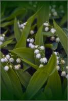 Convallaria majalis - Ландыш майский