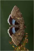 Catocala fraxini - Орденская лента голубая