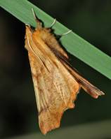 Ennomos autumnaria - Пяденица угловатая осенняя