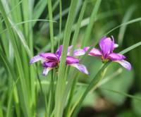 Iris graminea - Ирис злаковидный