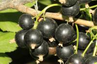 Ribes nigrum - Смородина чёрная