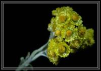 Helichrysum arenarium - Цмин песчаный