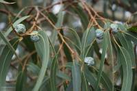 Eucalyptus globulus - Эвкалипт шаровидный