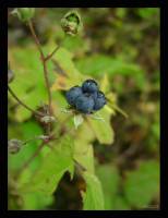 Rubus caesius - Ежевика сизая