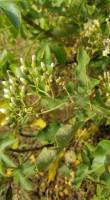 Gymnanthemum coloratum