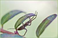 Pisaura mirabilis - Пизаура удивительная