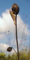 Oecanthus pellucens - Трубачик обыкновенный