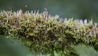 Eocronartium muscicola - Эокронарциум мохолюбивый