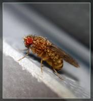 Drosophila hydei