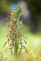 Himantoglossum hircinum - Ремнелепестник козлиный