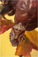 Carpocoris purpureipennis - Щитник черноусый