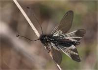 Libelloides ustulatus - Аскалаф кавказский