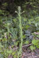 Lepidium campestre - Клоповник полевой