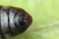 Dendrolimus pini - Коконопряд сосновый