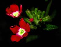 Primulaceae - Первоцветные