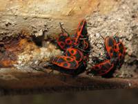 Pyrrhocoris apterus - Красноклоп бескрылый