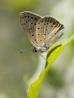 Солнечные бабочки 2 (Голубянка)