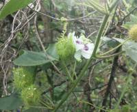 Passiflora foetida - Страстоцвет вонючий