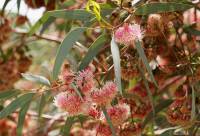 Eucalyptus torquata - Эвкалипт закрученный