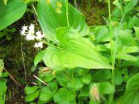 Maianthemum dilatatum - Майник широколистный