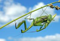 Mantis religiosa - Богомол обыкновенный