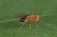 Drosophila melanogaster - Дрозофила чернобрюхая