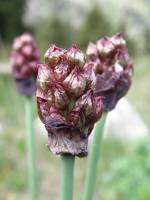 Allium atrosanguineum - Лук чёрно-красный