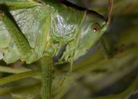 Tettigonia viridissima - Кузнечик зелёный
