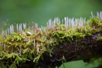 Eocronartium muscicola - Эокронарциум мохолюбивый