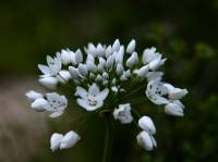 Allium neapolitanum - Лук неаполитанский