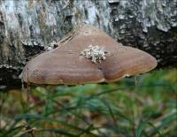 Piptoporus betulinus - Трутовик березовый