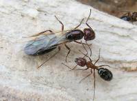 Camponotus lameerei - Тугайный муравей-древоточец