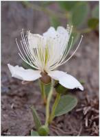 Capparis sicula subsp. herbacea - Каперсы травянистые, каперсы колючие