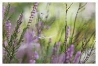 Calluna vulgaris - Вереск обыкновенный