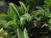 Bryophyllum laetivirens