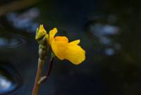 Utricularia vulgaris - Пузырчатка обыкновенная