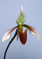 Orchidaceae - unidentified