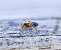 Linyphiidae - Листовые пауки, монетные пауки